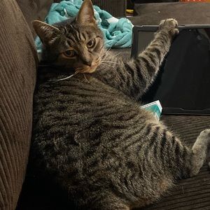 Meet your Posher, Sydney